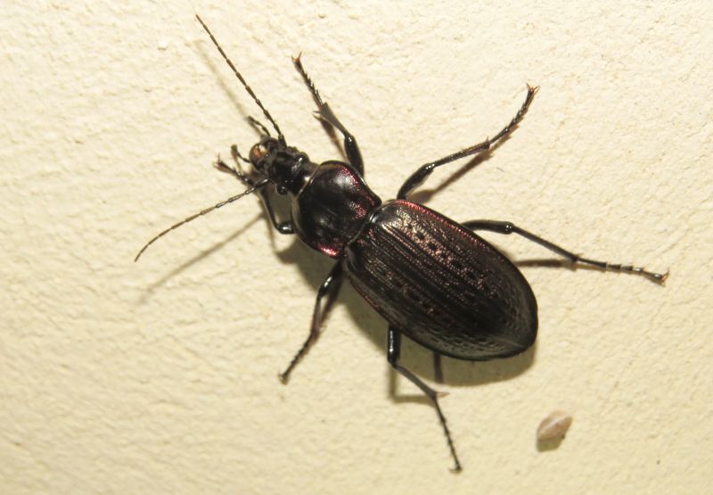 Carabo siciliano: Carabus morbillosus alternans